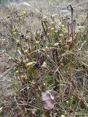 Sarracenia alata