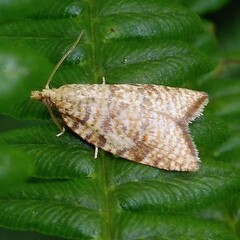 Aleimma loeflingiana