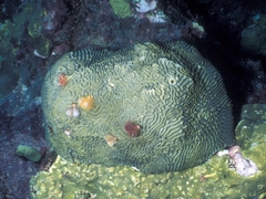 Pseudodiploria clivosa