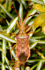 Gonocerus juniperi