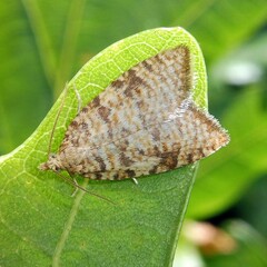 Aleimma loeflingiana