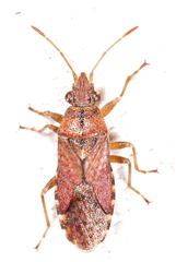 Orsillus depressus