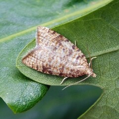 Aleimma loeflingiana