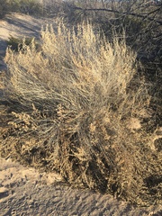 Brickellia laciniata