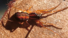Pachygnatha autumnalis