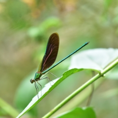 Neurobasis chinensis