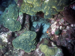 Gymnothorax moringa