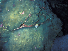 Chaetodon sedentarius