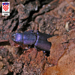 Temnoscheila caerulea