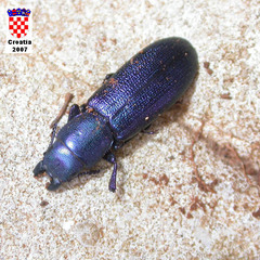 Temnoscheila caerulea