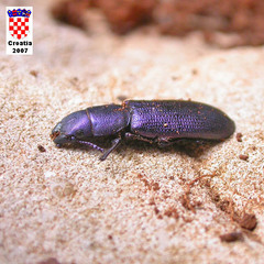 Temnoscheila caerulea
