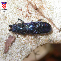 Temnoscheila caerulea