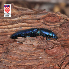 Temnoscheila caerulea