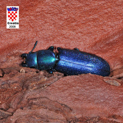 Temnoscheila caerulea