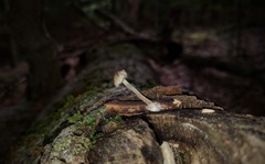 Psilocybe caerulipes