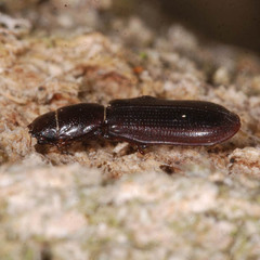 Tenebroides mauritanicus