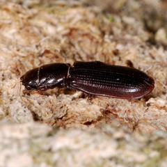 Tenebroides mauritanicus