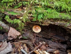 Psilocybe caerulipes