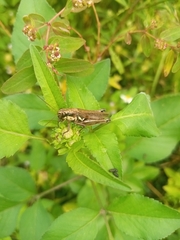 Paroxya atlantica