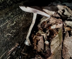 Psilocybe caerulipes