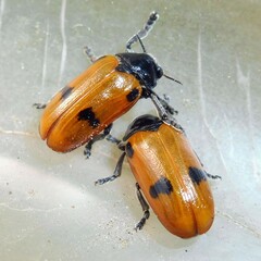 Clytra quadripunctata