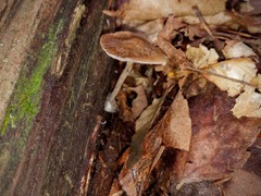 Psilocybe caerulipes