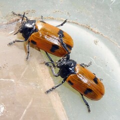Clytra quadripunctata
