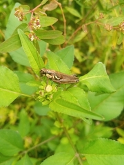 Paroxya atlantica