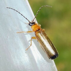 Rhagonycha lutea