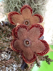 Edithcolea grandis