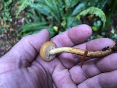 Hypholoma capnoides