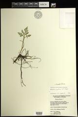 Sceptridium rugulosum