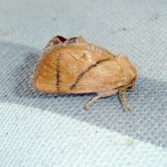 Apoda limacodes