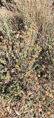 Santolina rosmarinifolia
