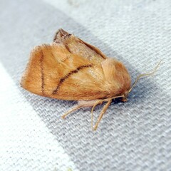 Apoda limacodes