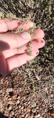 Santolina rosmarinifolia