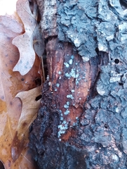 Chlorosplenium chlora