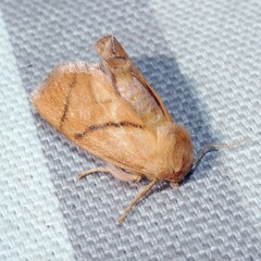 Apoda limacodes