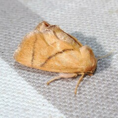 Apoda limacodes