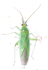 Blepharidopterus angulatus
