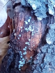 Chlorosplenium chlora