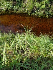 Panicum repens