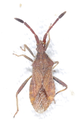 Coriomeris denticulatus