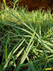 Panicum repens