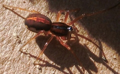 Pachygnatha autumnalis