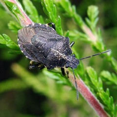 Rhacognathus punctatus