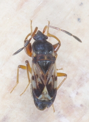 Scolopostethus pilosus