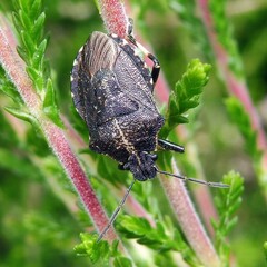 Rhacognathus punctatus