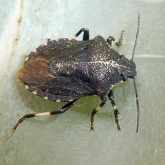 Rhacognathus punctatus