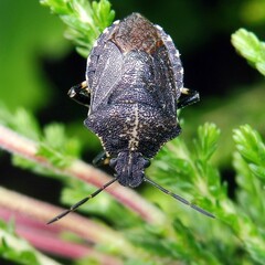 Rhacognathus punctatus